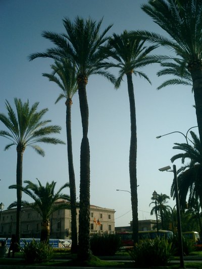 9359-palma.jpg,  bytes